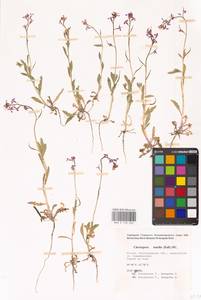 Chorispora tenella (Pall.) DC., Eastern Europe, Lower Volga region (E9) (Russia)
