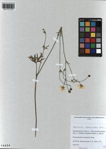 Ranunculus submarginatus Ovcz., Siberia, Altai & Sayany Mountains (S2) (Russia)