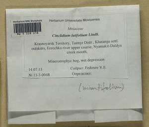 Cinclidium latifolium Lindb., Bryophytes, Bryophytes - Krasnoyarsk Krai, Tyva & Khakassia (B17) (Russia)