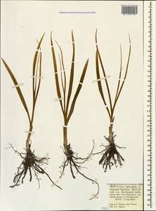 Anthericum ramosum L., Caucasus, Stavropol Krai, Karachay-Cherkessia & Kabardino-Balkaria (K1b) (Russia)