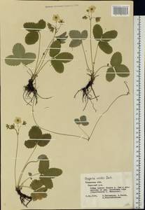 Fragaria viridis Duchesne, Eastern Europe, Central region (E4) (Russia)