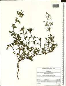 Scrophularia multicaulis Turcz., Siberia, Altai & Sayany Mountains (S2) (Russia)