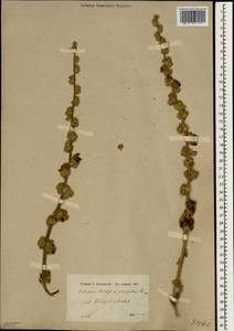 Verbascum kotschyi Boiss. & Hohen., South Asia, South Asia (Asia outside ex-Soviet states and Mongolia) (ASIA) (Turkey)