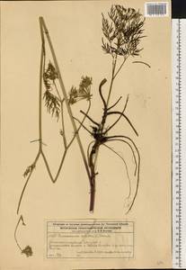 Thysselinum palustre (L.) Hoffm., Eastern Europe, Moscow region (E4a) (Russia)