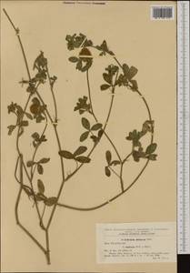 Trifolium diffusum Ehrh., Western Europe (EUR) (Romania)