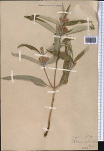 Phlomis salicifolia Regel, Middle Asia, Western Tian Shan & Karatau (M3)