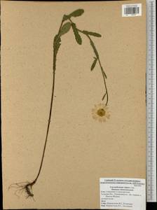 Leucanthemum vulgare Lam., Eastern Europe, Central region (E4) (Russia)