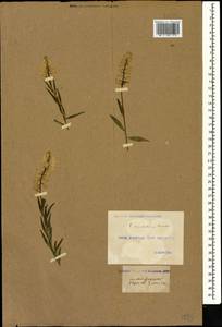 Polygala anatolica Boiss. & Heldr., Caucasus, Georgia (K4) (Georgia)