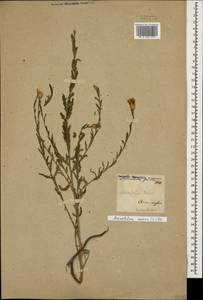 Rhaponticum repens (L.) Hidalgo, Caucasus, Armenia (K5) (Armenia)