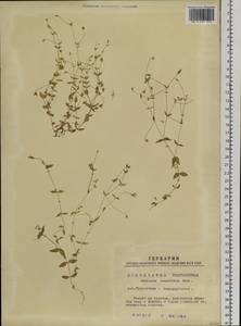 Stellaria crassifolia Ehrh., Siberia, Western Siberia (S1) (Russia)