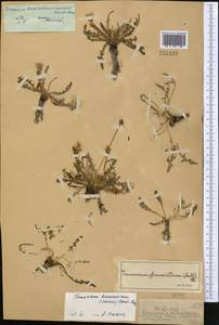Taraxacum bessarabicum (Hornem.) Hand.-Mazz., Middle Asia, Muyunkumy, Balkhash & Betpak-Dala (M9) (Kazakhstan)