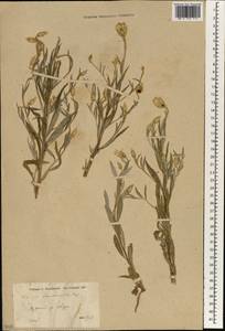 Chardinia orientalis (L.) Kuntze, South Asia, South Asia (Asia outside ex-Soviet states and Mongolia) (ASIA) (Syria)