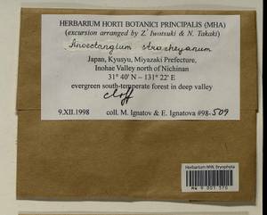 Anoectangium stracheyanum Mitt., Bryophytes, Bryophytes - Asia (outside ex-Soviet states) (BAs) (Japan)