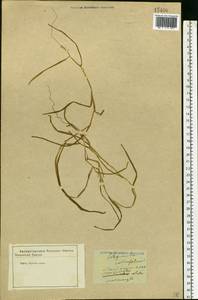 Potamogeton compressus L., Eastern Europe, Central forest-and-steppe region (E6) (Russia)