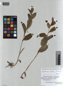 KUZ 003 482, Polygonatum humile Fisch. ex Maxim., Siberia, Altai & Sayany Mountains (S2) (Russia)
