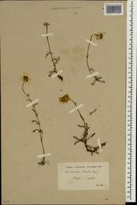 Tripleurospermum caucasicum (Willd.) Hayek, South Asia, South Asia (Asia outside ex-Soviet states and Mongolia) (ASIA) (Syria)