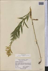 Solidago canadensis L., America (AMER) (Canada)