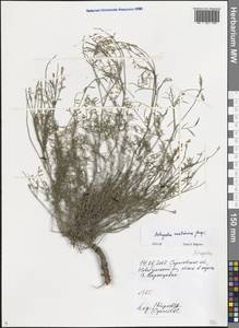 Astragalus austriacus Jacq., Eastern Europe, Lower Volga region (E9) (Russia)