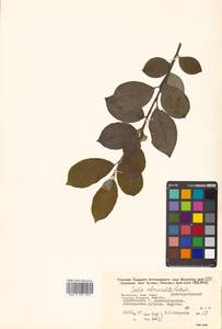 Salix abscondita Laksch., Siberia, Russian Far East (S6) (Russia)