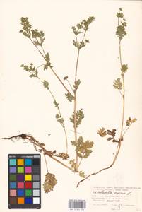 Potentilla supina L., Eastern Europe, Moscow region (E4a) (Russia)