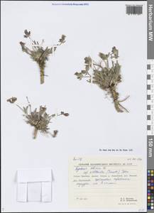 Silene villosula (Trautv.) V.V.Petrovsky & Elven, Siberia, Chukotka & Kamchatka (S7) (Russia)