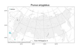 Prunus amygdalus Batsch, Atlas of the Russian Flora (FLORUS) (Russia)