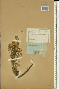 Centaurea splendens L., Eastern Europe, Central forest-and-steppe region (E6) (Russia)