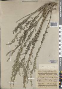 Artemisia schrenkiana Ledeb., Middle Asia, Muyunkumy, Balkhash & Betpak-Dala (M9) (Kazakhstan)