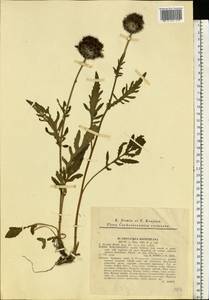 Centaurea kotschyana Heuff. ex W. D. J. Koch, Eastern Europe, West Ukrainian region (E13) (Ukraine)