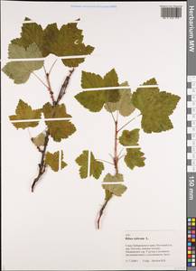 Ribes rubrum L., Siberia, Russian Far East (S6) (Russia)