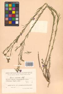 Linum amurense Alef., Siberia, Russian Far East (S6) (Russia)