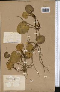 Nymphoides peltata (S. G. Gmelin) O. Kuntze, Middle Asia, Caspian Ustyurt & Northern Aralia (M8) (Kazakhstan)