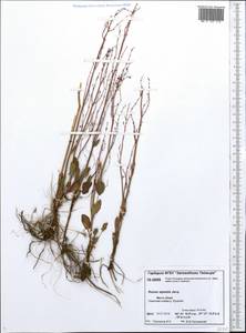 Rumex arifolius All., Siberia, Central Siberia (S3) (Russia)