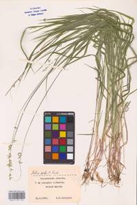 Melica picta K.Koch, Eastern Europe, Central forest-and-steppe region (E6) (Russia)