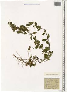 Teucrium chamaedrys L., Caucasus, Georgia (K4) (Georgia)