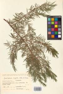 Juniperus rigida Siebold & Zucc., Siberia, Russian Far East (S6) (Russia)