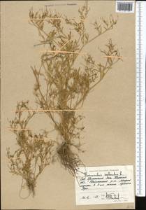 Ranunculus sceleratus L., Middle Asia, Caspian Ustyurt & Northern Aralia (M8) (Kazakhstan)