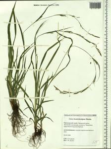 Carex bostrychostigma Maxim., Siberia, Russian Far East (S6) (Russia)