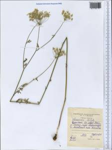 Scaligeria hirtula (Regel & Schmalh.) Lipsky ex Korovin, Middle Asia, Western Tian Shan & Karatau (M3) (Tajikistan)