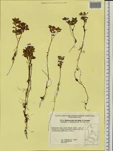 Vaccinium vitis-idaea L., Siberia, Russian Far East (S6) (Russia)