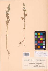 Chenopodium suecicum Murr, Eastern Europe, Western region (E3) (Russia)