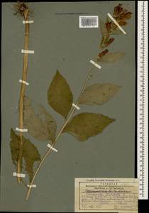 Campanula latifolia L., Caucasus, Georgia (K4) (Georgia)