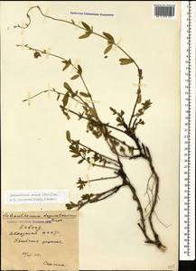 Helianthemum ovatum (Viv.) Dunal, Caucasus, Abkhazia (K4a) (Abkhazia)