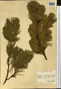 Pinus pumila (Parl.) Regel, Siberia, Russian Far East (S6) (Russia)