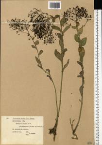 Lepidium draba L., Eastern Europe, Moscow region (E4a) (Russia)
