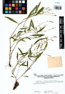 Persicaria minor (Huds.) Opiz, Siberia, Baikal & Transbaikal region (S4) (Russia)