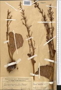 Rheum cordatum Losinsk., Middle Asia, Western Tian Shan & Karatau (M3) (Kazakhstan)