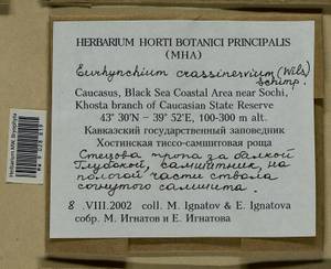 Cirriphyllum crassinervium (Taylor ex Wilson) Loeske & M. Fleisch., Bryophytes, Bryophytes - North Caucasus & Ciscaucasia (B12) (Russia)