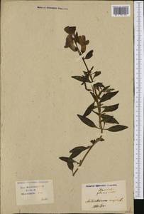 Antirrhinum majus L., Botanic gardens and arboreta (GARD) (Russia)