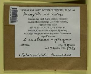 Aquilonium adscendens (Lindb.) Hedenäs, Schlesak & D. Quandt, Bryophytes, Bryophytes - Russian Far East (excl. Chukotka & Kamchatka) (B20) (Russia)